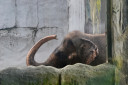 manila zoo DSC 0008