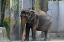 manila zoo DSC 0012