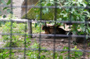 manila zoo DSC 0020