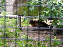 manila zoo DSC 0020