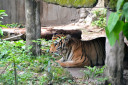 manila zoo DSC 0022