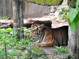 manila zoo DSC 0022