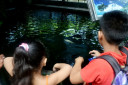 manila zoo DSC 0025