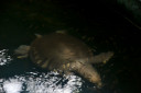 manila zoo DSC 0027
