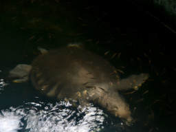 manila zoo DSC 0027
