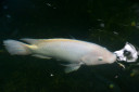 manila zoo DSC 0029