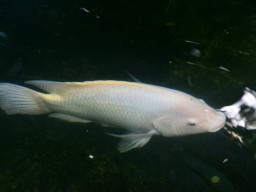 manila zoo DSC 0029