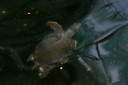 manila zoo DSC 0036