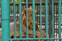 manila zoo DSC 0052