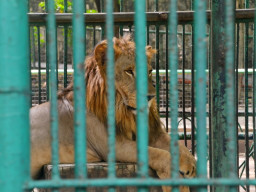 manila zoo DSC 0052