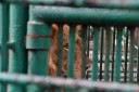 manila zoo DSC 0053