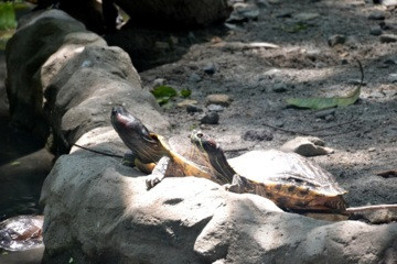 Manila Zoo (Album 2)