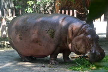 Manila Zoo (Album 3)