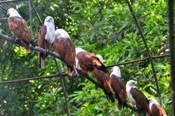 Manila Zoo (Album 5)
