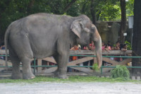 Manila Zoo (Album 6)