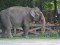 Manila Zoo (Album 6)