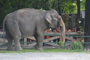 Manila Zoo (Album 6)