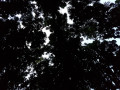 hammock 20161203 055410