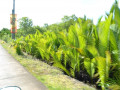 DSC 0091