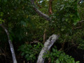 DSC 0249