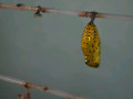 DSC 0386