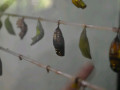 DSC 0387