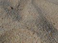 DSC 0729