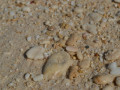 DSC 0751