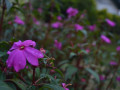 DSC 0756