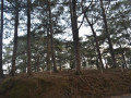 DSC 0729